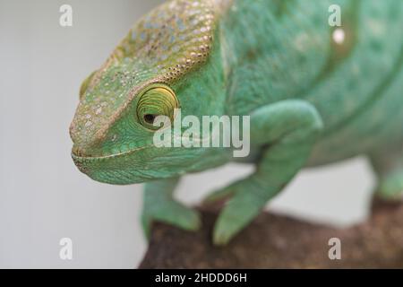 Close-up shot of a beautiful chameleon on a branch Stock Photo