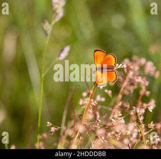 Farfalla di rame malevola maschile (Lycaena virgaureae) sulla margherita (leuchanthemum) fiore in prato di montagna di Pfossental (Naturpark Texelgruppe) Schnals Süd Foto Stock