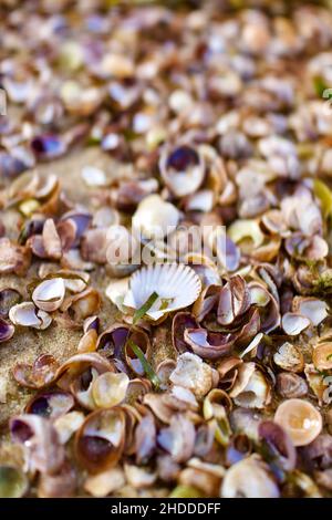 Le piccole conchiglie creano un motivo testurizzato, perfetto per lo sfondo. Foto Stock