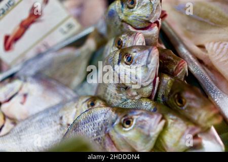 Pesce fresco su ghiaccio in un negozio di pesce negli Hamptons, NY, USA Foto Stock