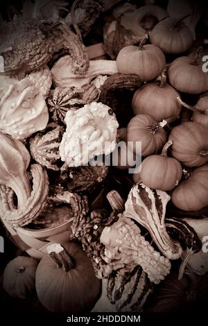 Zucche decorative in accordo di caduta allo stand della fattoria in New Jersey, Stati Uniti Foto Stock