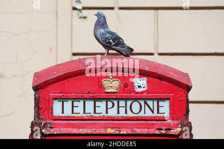 Piccioni su una vecchia scatola telefonica rossa nel centro di Belfast. Questa icona britannica era una volta il modo migliore per comunicare e ora sono rare in tutto il Regno Unito Foto Stock