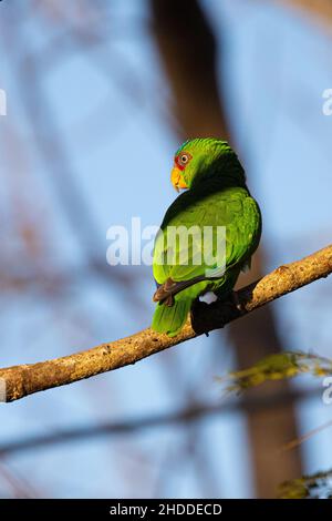 Pappagallo dalla facciata bianca; albifrons Amazona; Hacienda Guachipelin Lodge; Costa Rica; Vulcano Rincón de la Vieja; Guanacaste Foto Stock