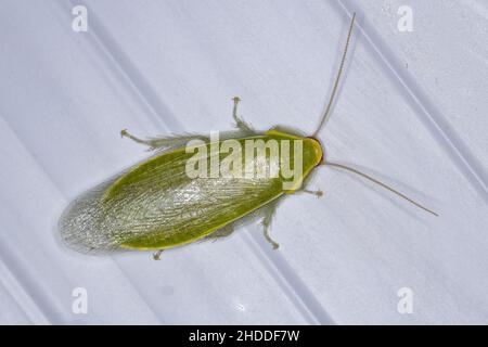 Cockroach gigante verde adulto del genere Panchlora Foto Stock