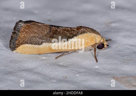 Bicolorata Bird-Dropping Moth della specie Ponometia exigua Foto Stock