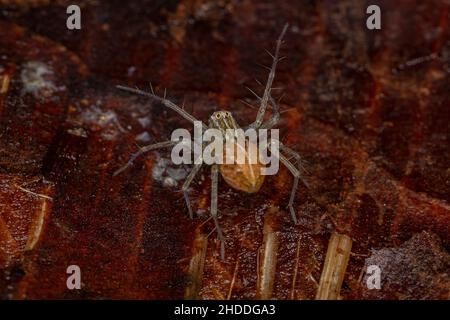 Striped Lynx Spider del genere Oxyopes Foto Stock