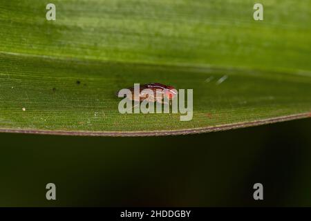 Fly africano adulto della specie Zaprionus indianus Foto Stock