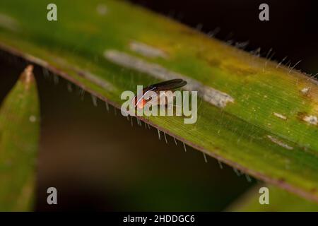 Fly africano adulto della specie Zaprionus indianus Foto Stock