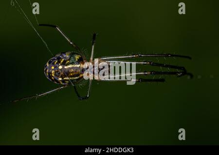 Piccolo ragno di frutteto del genere Leucauge Foto Stock