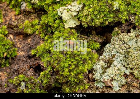 Fly africano adulto della specie Zaprionus indianus Foto Stock