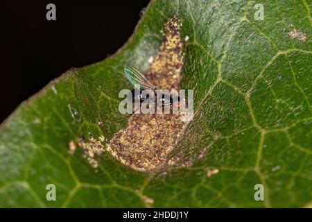 Scavenger Nero Adulto Fly della famiglia Seppidae Foto Stock