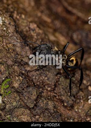 Femmina Adulto scintillante Golden Sugar ANT della specie Camponotus sericeiventris Foto Stock