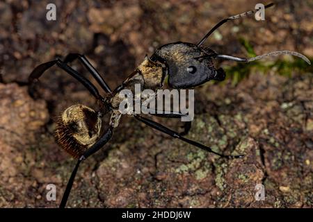 Femmina Adulto scintillante Golden Sugar ANT della specie Camponotus sericeiventris Foto Stock