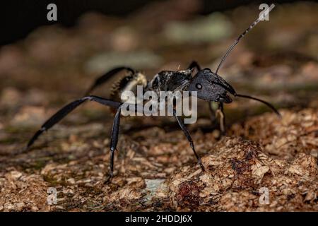 Femmina Adulto scintillante Golden Sugar ANT della specie Camponotus sericeiventris Foto Stock