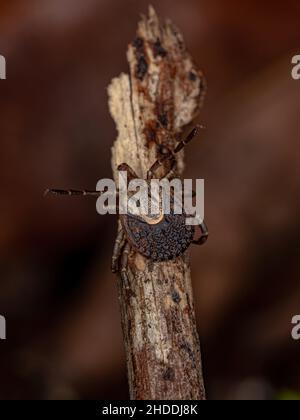 Femmina Adulto Cayenne Tick della specie Amblyomma cajennense Foto Stock