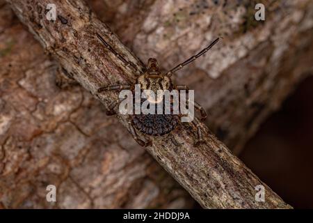 Femmina Adulto Cayenne Tick della specie Amblyomma cajennense Foto Stock