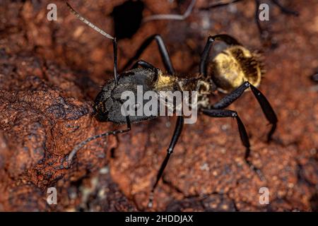 Femmina Adulto scintillante Golden Sugar ANT della specie Camponotus sericeiventris Foto Stock