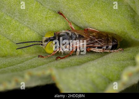 Asp adulta amante della sabbia del genere Tachytes Foto Stock