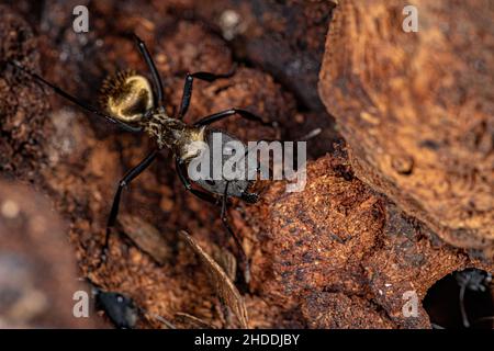 Femmina Adulto scintillante Golden Sugar ANT della specie Camponotus sericeiventris Foto Stock