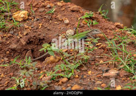 Ameiva Lizard gigante della specie Ameiva ameiva Foto Stock