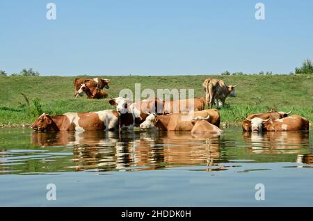 Mandria di mucche rinfrescanti in acqua naturale durante la calda giornata estiva Foto Stock