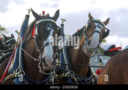 2 Clydesdales, primo piano, virata decorativa ornata, grandi animali, cavalli da tiro, bay color, promozione Budweiser Brewery, Equus ferus caballus, equine Foto Stock