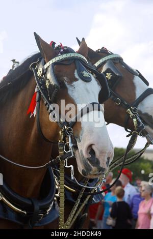 2 Clydesdales, primo piano, virata decorativa ornata, macinacaffè, grandi animali, Cavalli da tiro, colore baia, promozione birrificio Budweiser, Equus ferus caballus Foto Stock