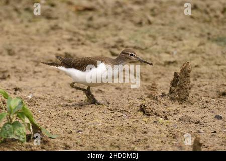 Sandpiper comune foraging nel fango al bordo di un lago. Hertfordshire, Inghilterra, Regno Unito. Foto Stock