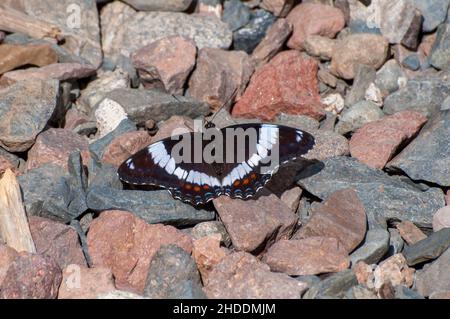 Minnesota. Farfalla Ammiraglio bianca, Basilarchia arthemis che si solava sulle rocce della Foresta Nazionale superiore. Foto Stock