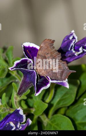 Vadnais Heights, Minnesota. Vista laterale di una domanda Marco farfalla, Polygonia interrogationis poggiato su fiore viola. Foto Stock