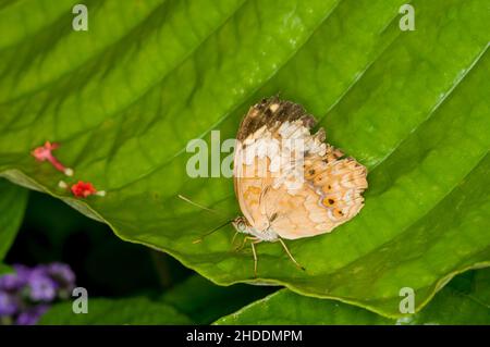 St. Paul, Minnesota. Parco di Como giardino delle farfalle. Farfalla rustica, Cupha erymanthis è una specie di farfalla spazzolato-piedi trovati in aree boschive di Foto Stock