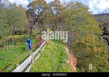 Mountain bike a Blue Derby Foto Stock