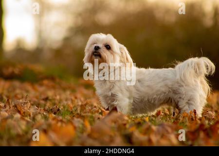 Un piccolo colpo di fuoco di un cane maltese si trova nel parco su uno sfondo di foglie autunnali cadute Foto Stock