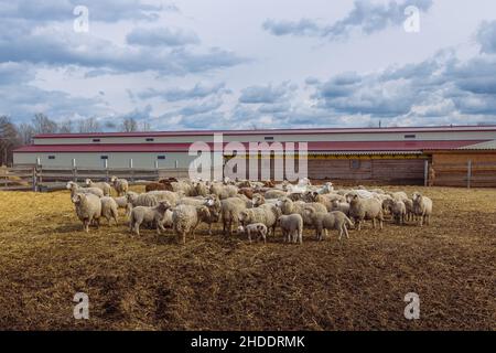 Gregge di pecore in una stalla aperta nella fattoria. Foto Stock