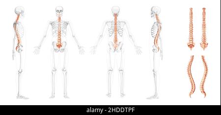 Vista laterale posteriore anteriore della colonna vertebrale umana con posizione scheletrica parzialmente trasparente, midollo spinale, colonna lombare toracica, sacro. Colori naturali piatti vettoriali, anatomia di illustrazione isolata realistica Illustrazione Vettoriale