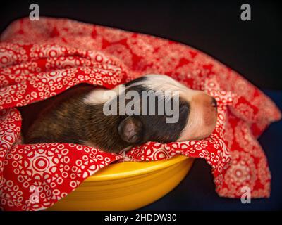 Primo piano di un cucciolo che dorme su un foglio rosso e bianco in un letto di plastica gialla per animali domestici Foto Stock
