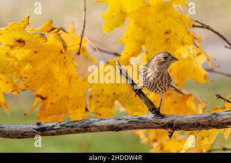 Vadnais Heights, Minnesota. Female House Finch, Carpodacus mexicanus arroccato su un ramo di bel colore dorato caduta. Foto Stock