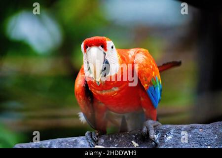 Vivace ritratto da vicino di macaw selvatico ara pappagallo rosso nella giungla Foto Stock