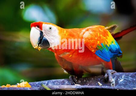 Vivace ritratto da vicino di macaw selvatico ara pappagallo rosso nella giungla Foto Stock