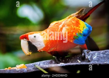 Vivace ritratto da vicino di macaw selvatico ara pappagallo rosso nella giungla Foto Stock
