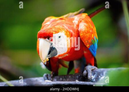 Vivace ritratto da vicino di macaw selvatico ara pappagallo rosso nella giungla Foto Stock