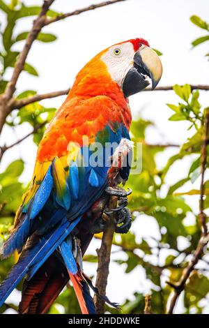 Vivace ritratto di macaw selvatico ara pappagallo rosso su albero nella giungla Foto Stock