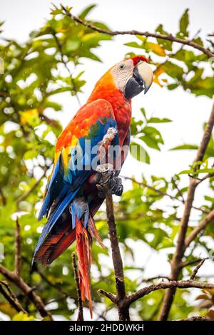 Vivace ritratto di macaw selvatico ara pappagallo rosso su albero nella giungla Foto Stock