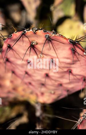 Fuoco stretto di aghi su un cactus Pricklypero viola nel Parco Nazionale di Big Bend Foto Stock