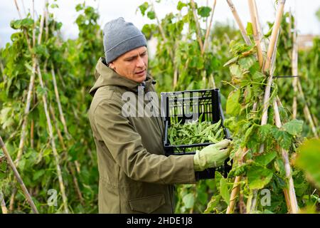 Uomo che raccoglie i fagioli del rene sulla piantagione Foto Stock