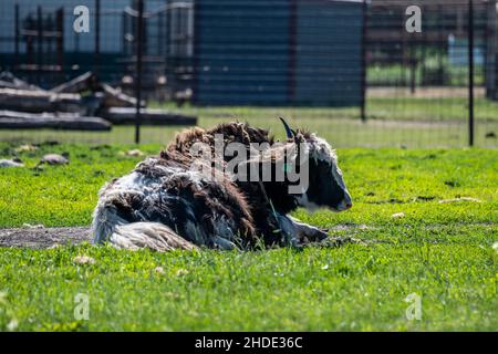 Un Muskox nello zoo di Hemker Park, Minnesota Foto Stock