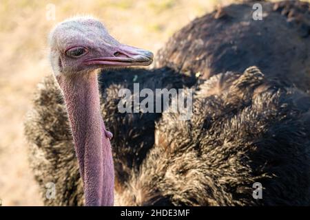 Struzzo nordafricano (Struthio camelus massaicus) allo Zoo e Giardini di Jacksonville, Florida. (USA) Foto Stock