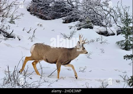 Un cervo mulo 'Odocoileus virginianus', camminando attraverso la neve d'inverno nella campagna Alberta Canada Foto Stock