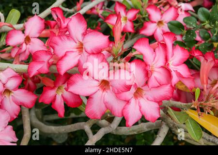 Il giglio di impala o rosa del deserto, Adenium obesum, è una specie velenosa di piante da fiore originaria di parti dell'Africa e della Penisola Araba. Foto Stock