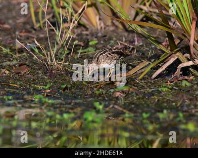 Latham's Snipe alla ricerca di cibo sul bordo di un lago nel Queensland, Australia. ( Gallinago hardwickii ) Foto Stock